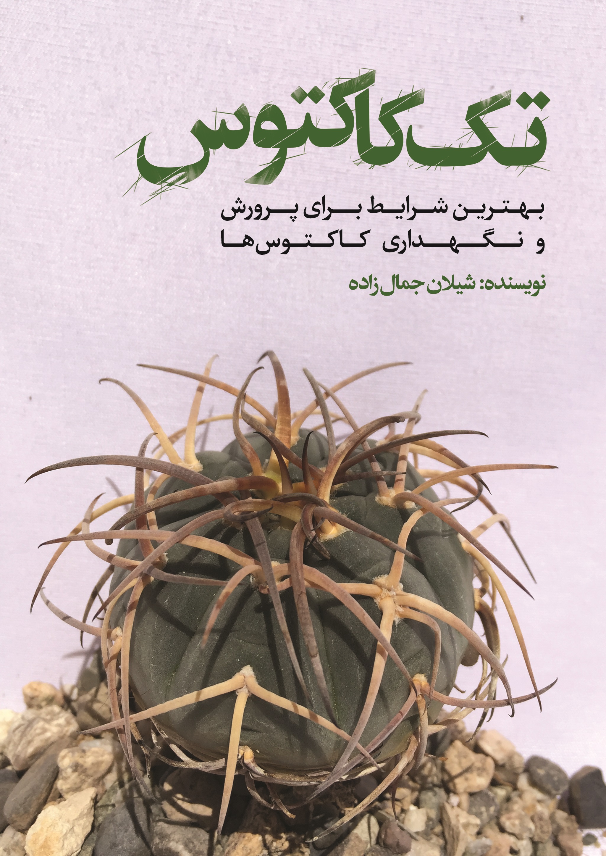 تصویر تک کاکتوس: بهترین شرایط برای پرورش و نگهداری کاکتوس‌ها