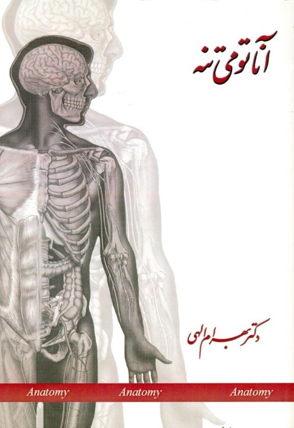 Picture of آناتومی تنه: قفسه سینه (توراکس) Thorax، ابدومن (شکم) Abdomen، لگن (پلویس) Pelvis